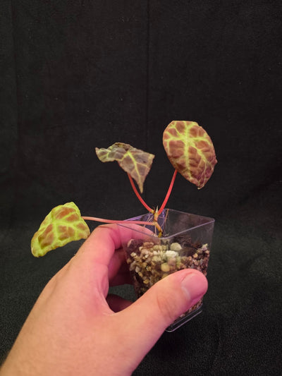 Begonia Goegoensis #01