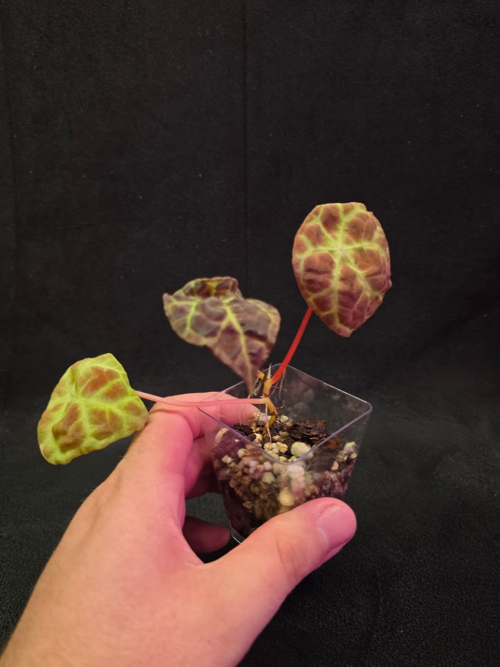 Begonia Goegoensis #01