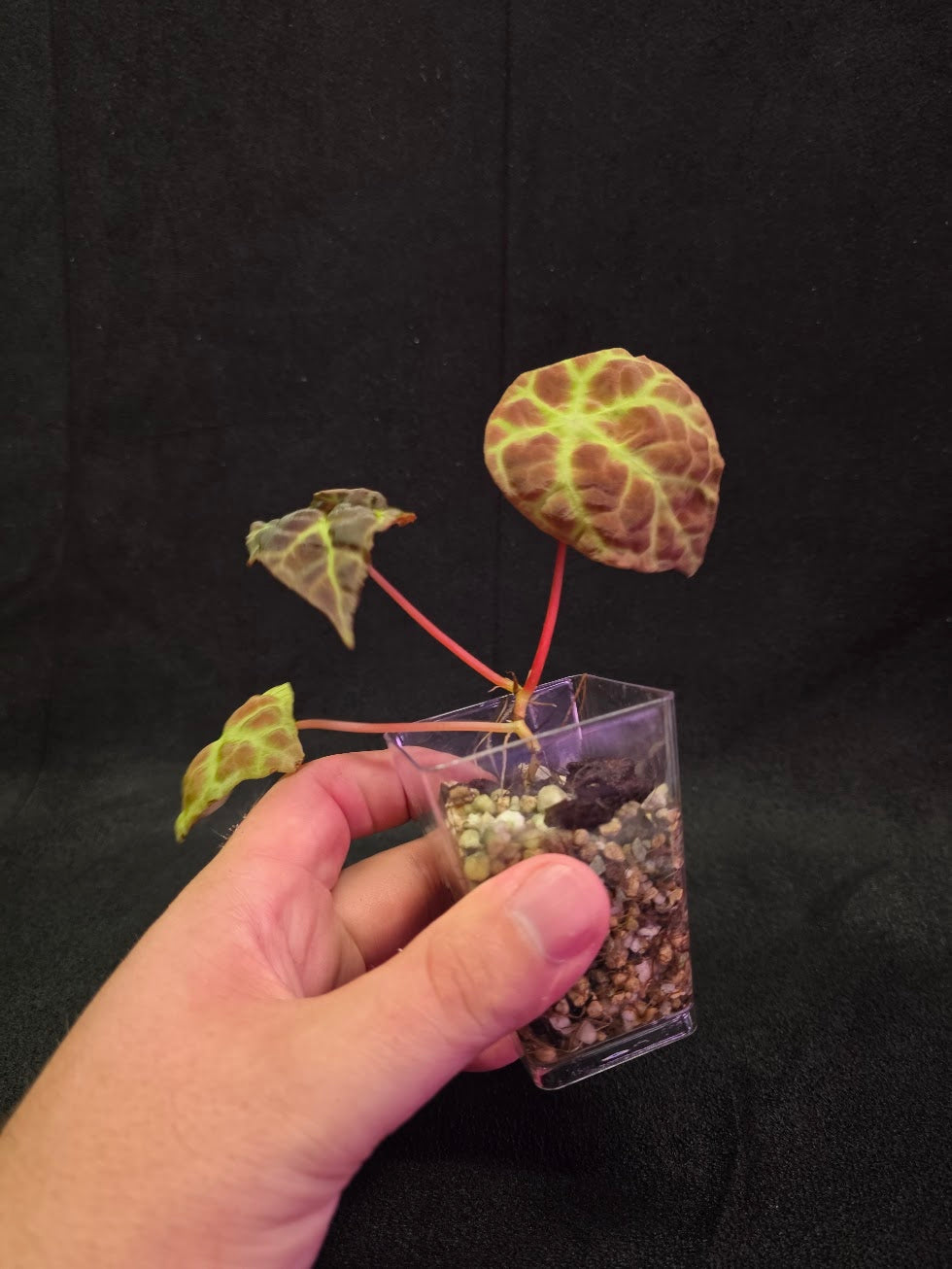 Begonia Goegoensis #01
