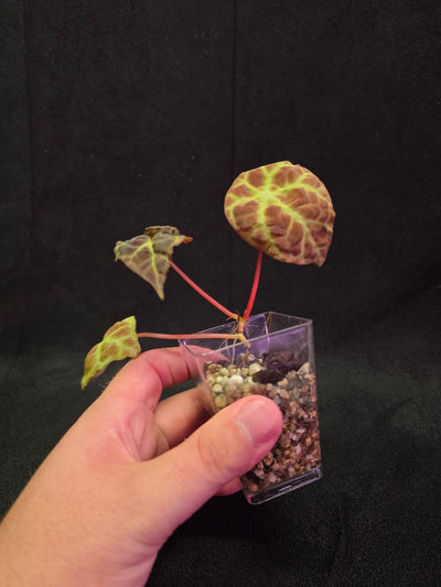 Begonia Goegoensis #01