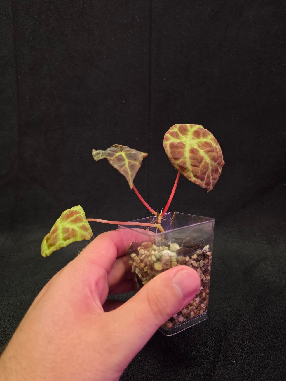 Begonia Goegoensis #01