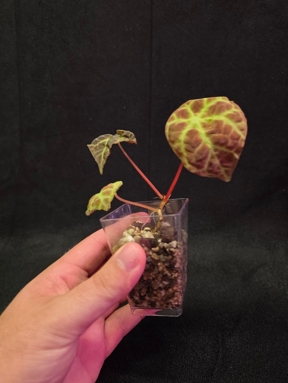 Begonia Goegoensis #01