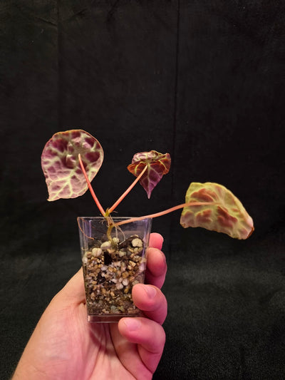 Begonia Goegoensis #01