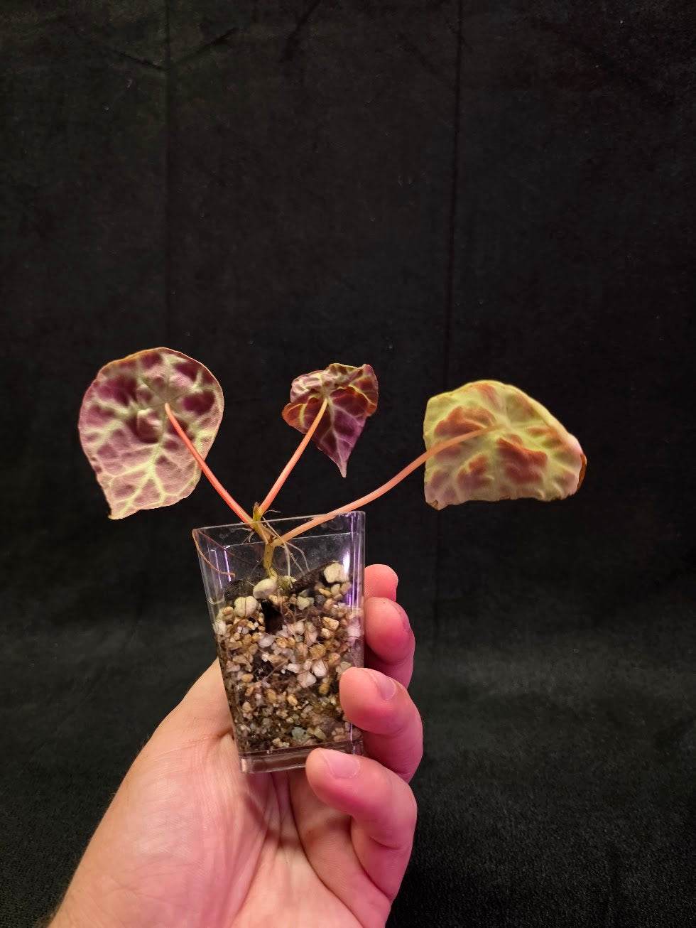 Begonia Goegoensis #01
