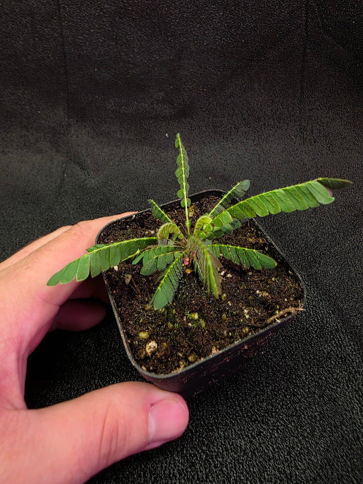 Biophytum Zenkeri #01