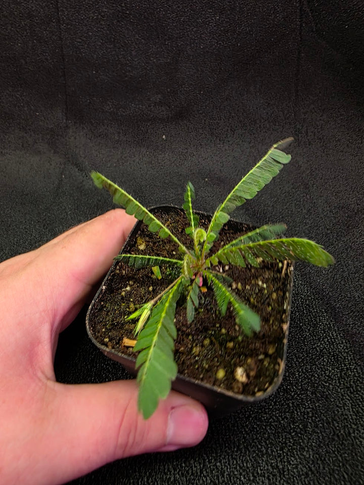 Biophytum Zenkeri #01