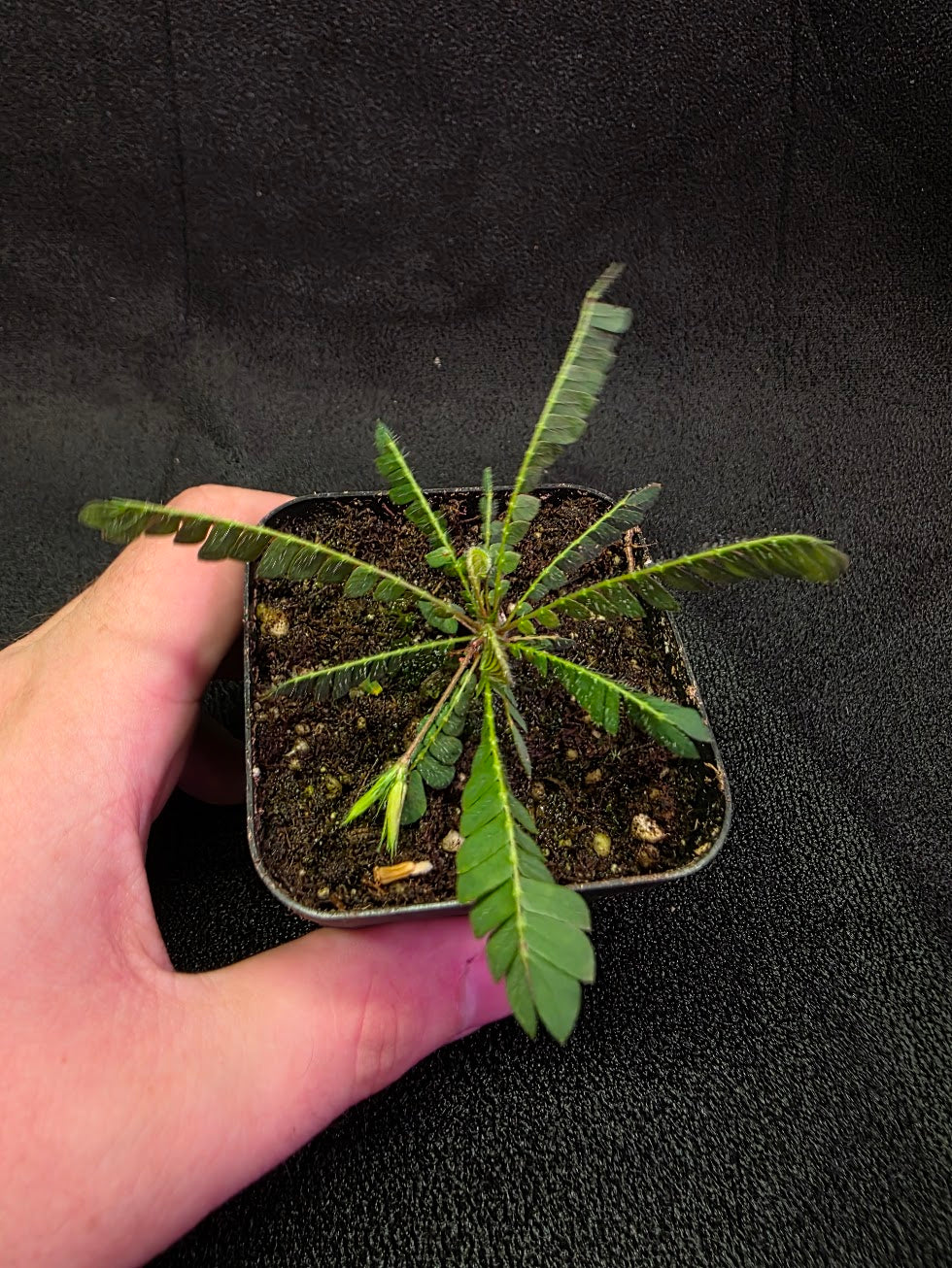 Biophytum Zenkeri #01