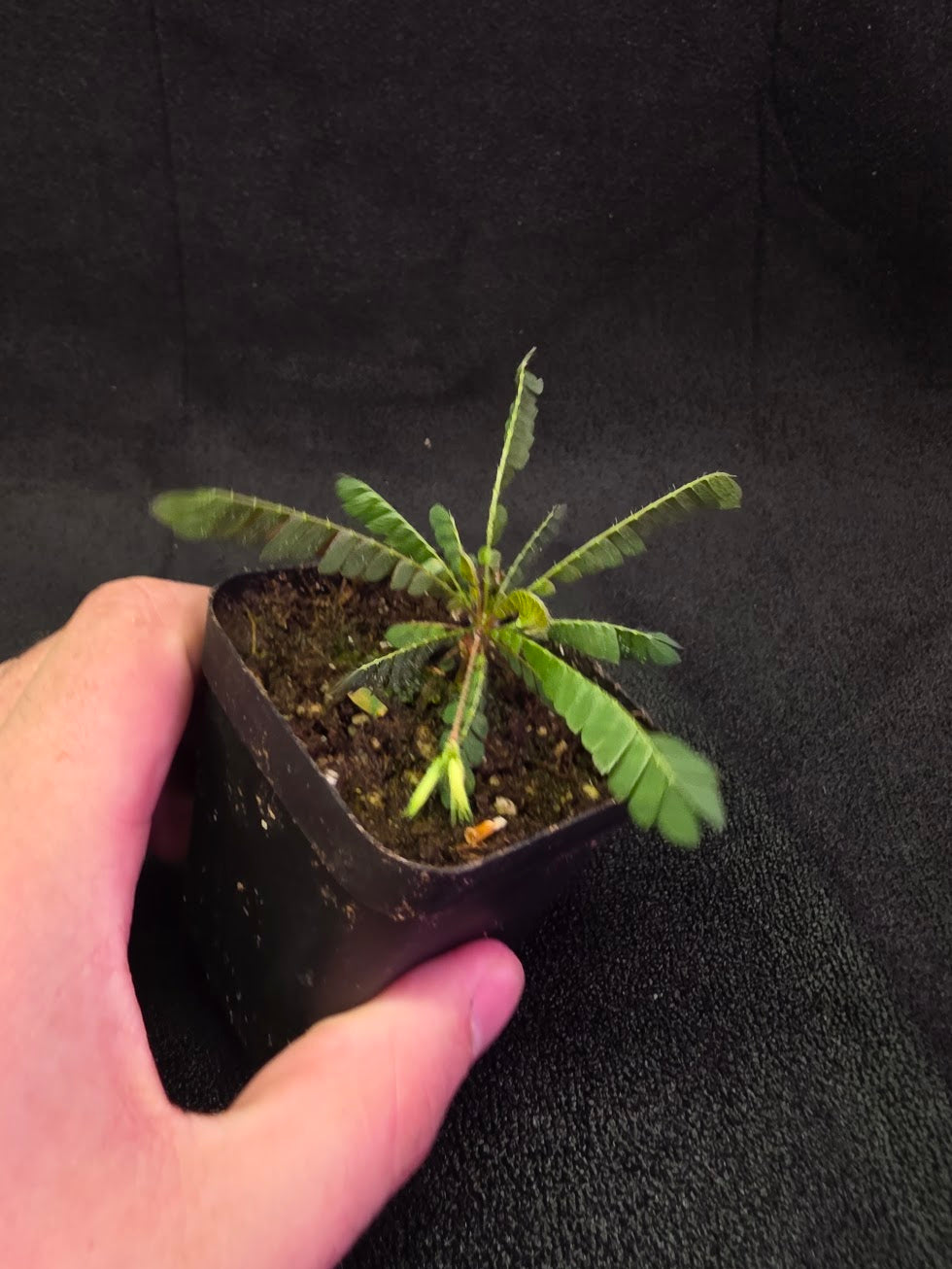 Biophytum Zenkeri #01
