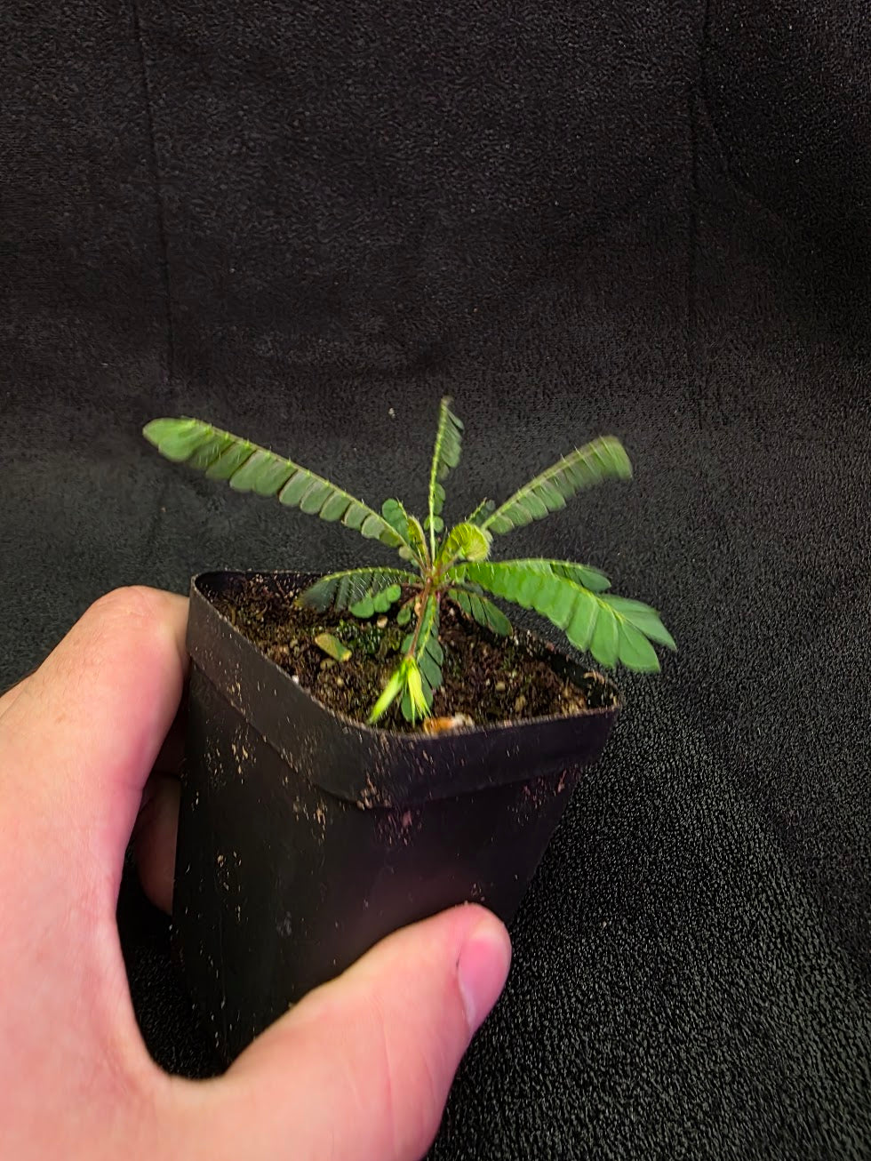 Biophytum Zenkeri #01