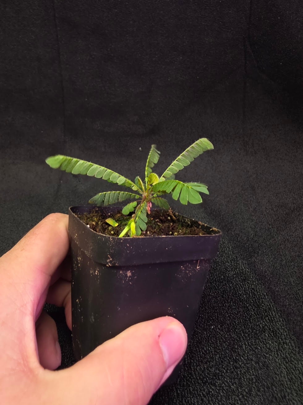 Biophytum Zenkeri #01