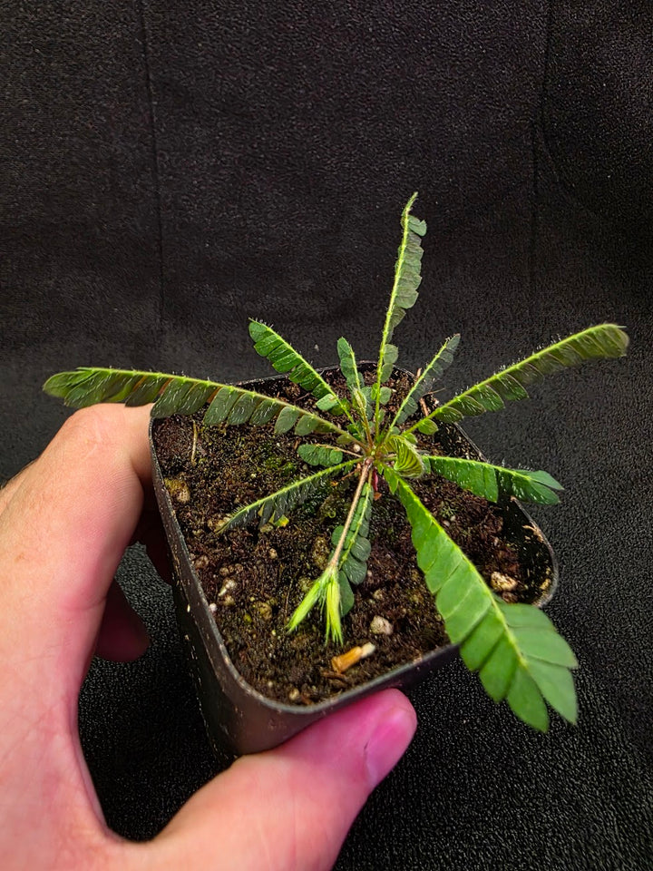 Biophytum Zenkeri #01