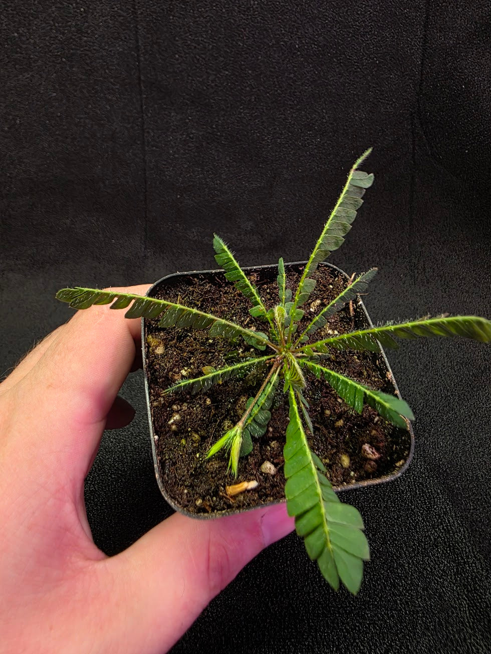 Biophytum Zenkeri #01