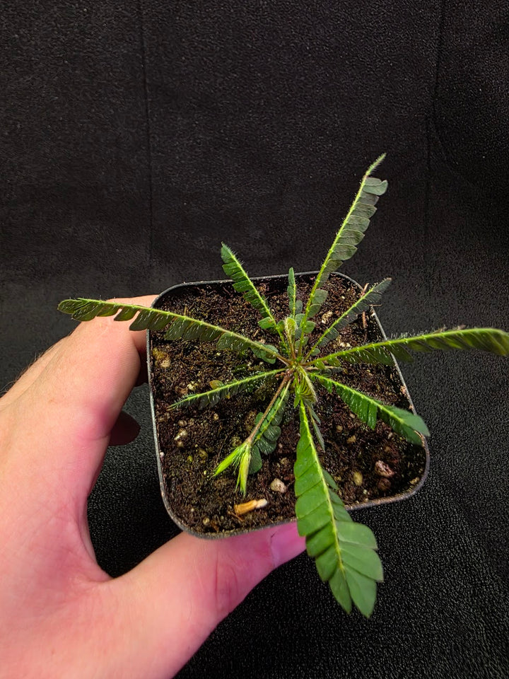 Biophytum Zenkeri #01