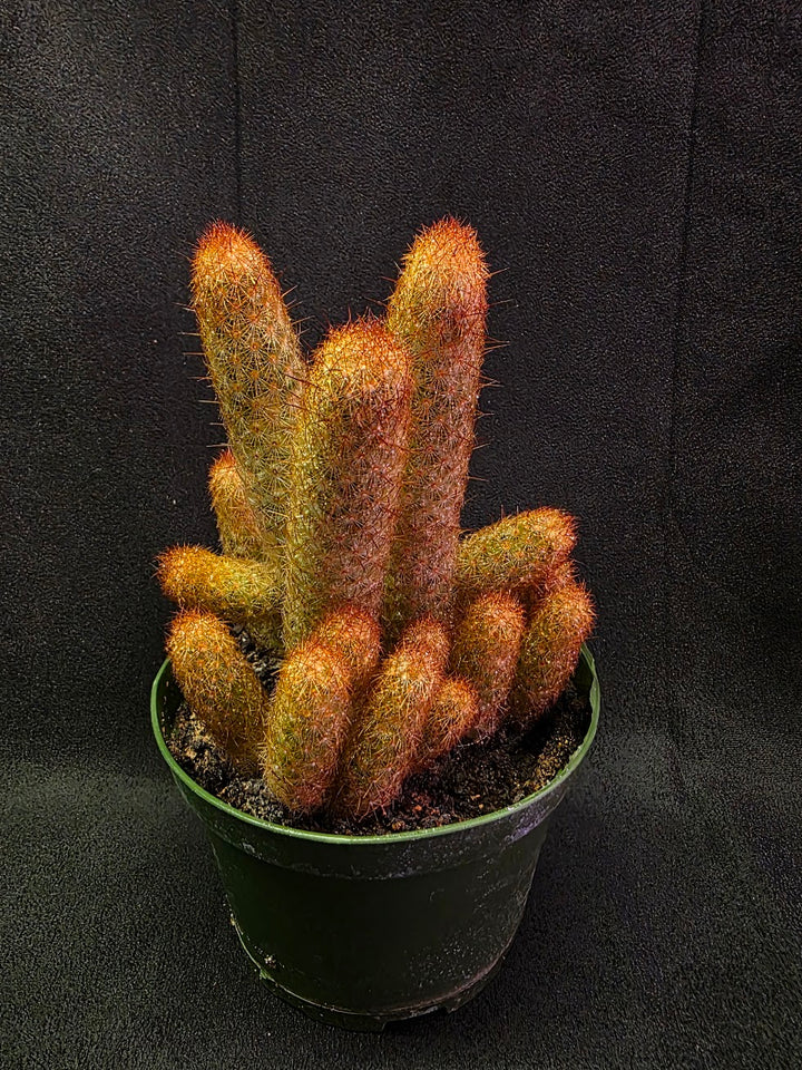 Copper King Cactus #01