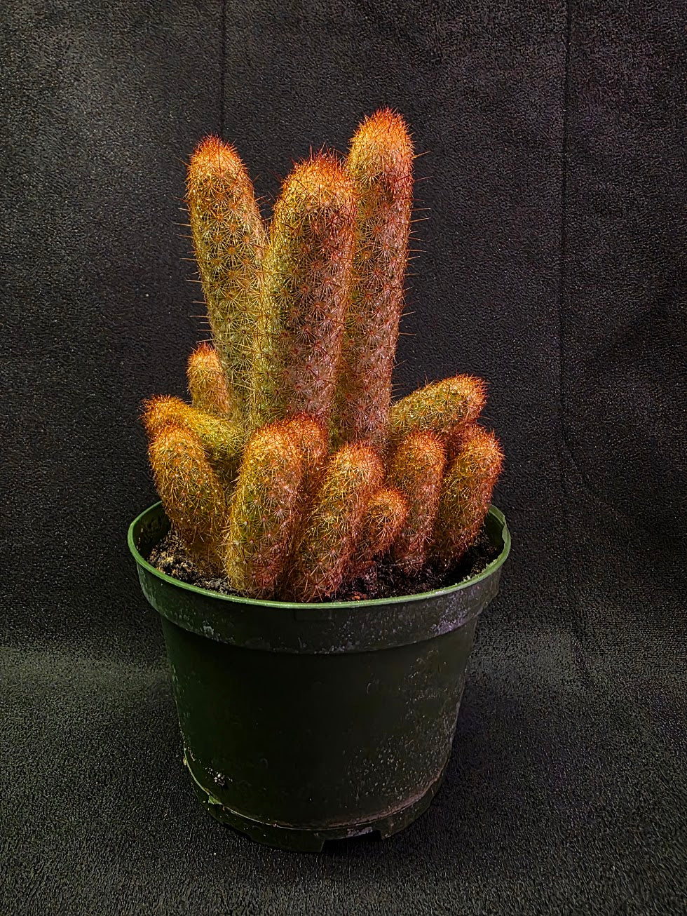 Copper King Cactus #01