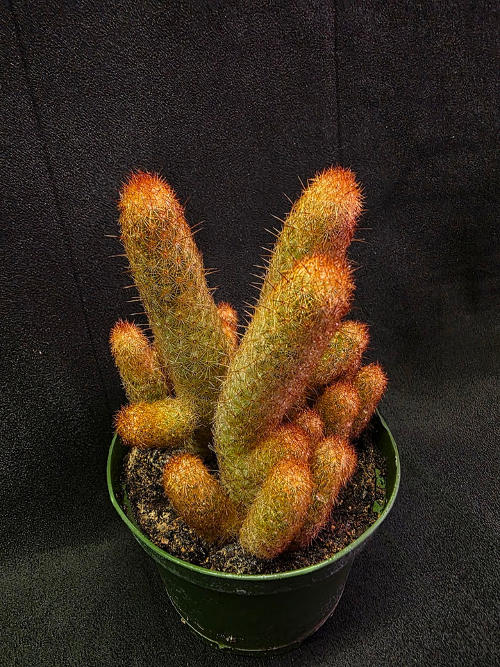 Copper King Cactus #01