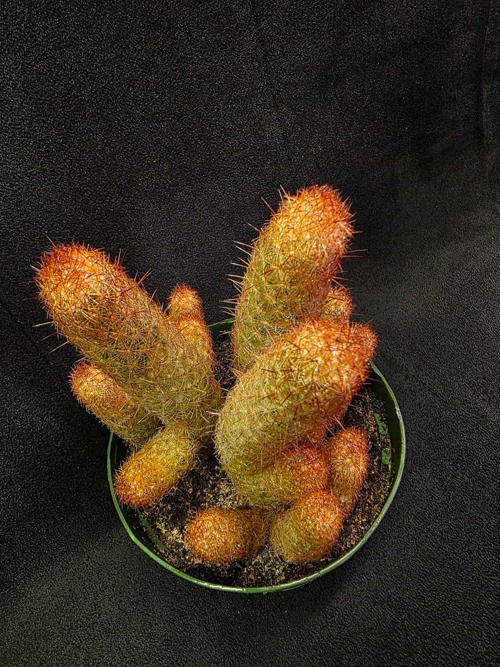 Copper King Cactus #01