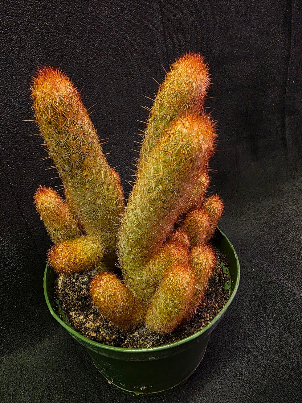 Copper King Cactus #01