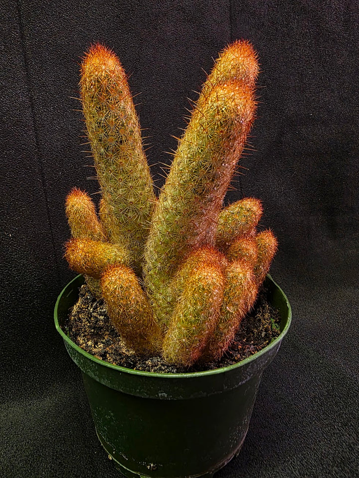 Copper King Cactus #01