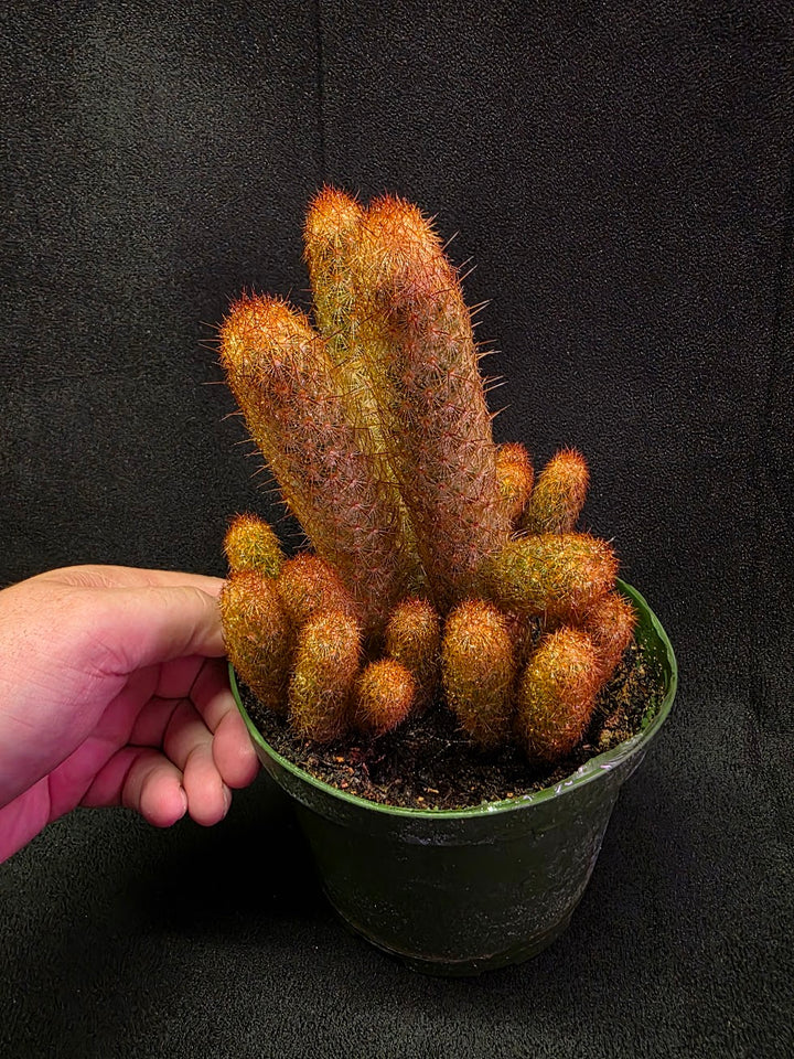Copper King Cactus #01