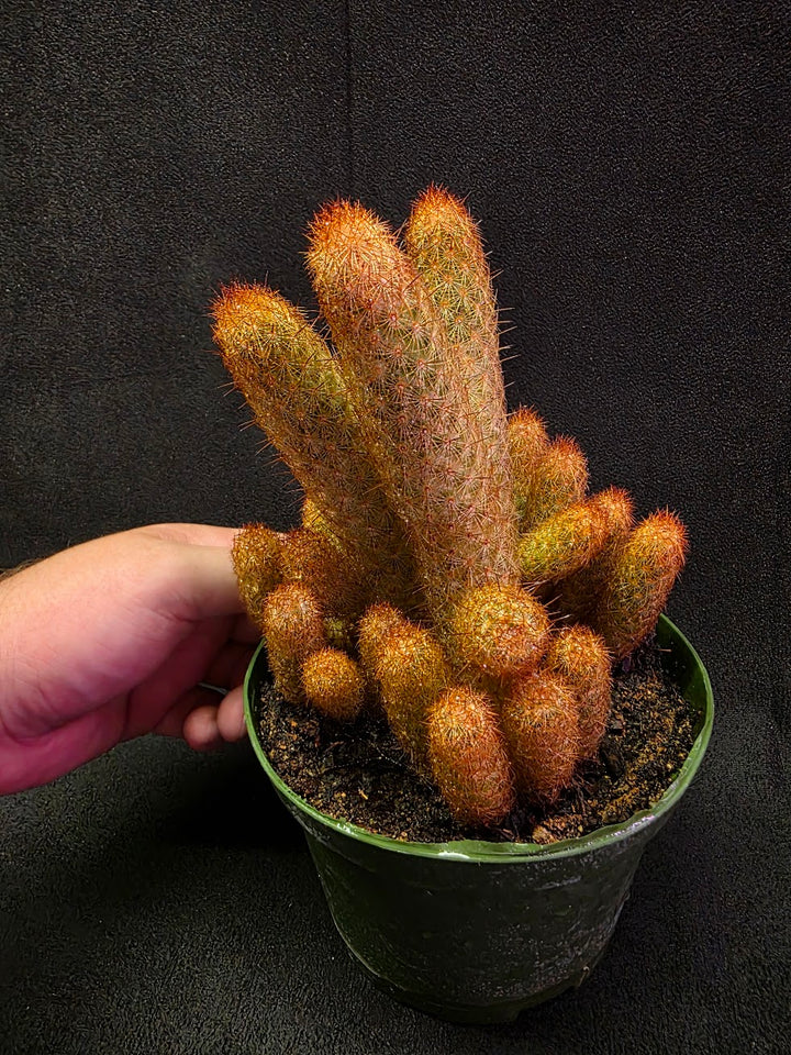 Copper King Cactus #01