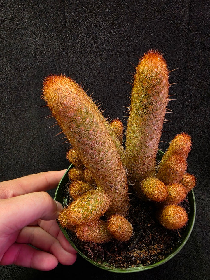 Copper King Cactus #01