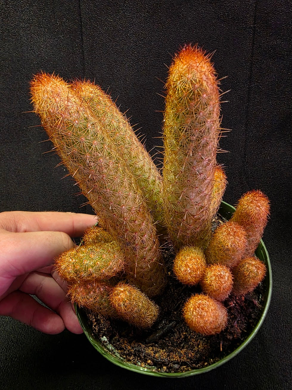 Copper King Cactus #01