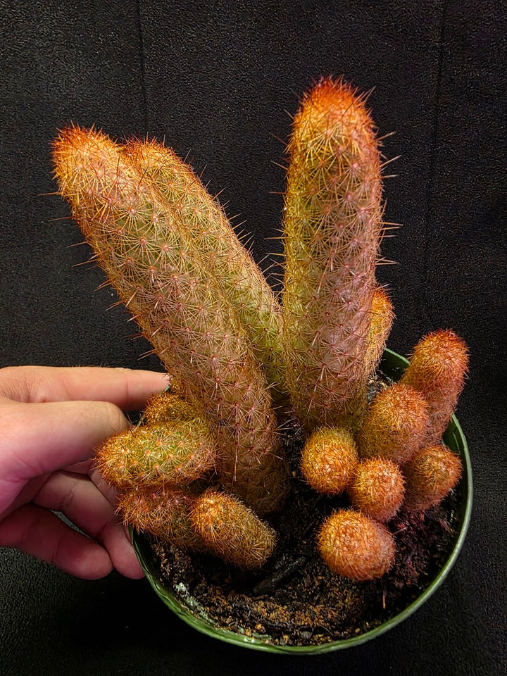 Copper King Cactus #01