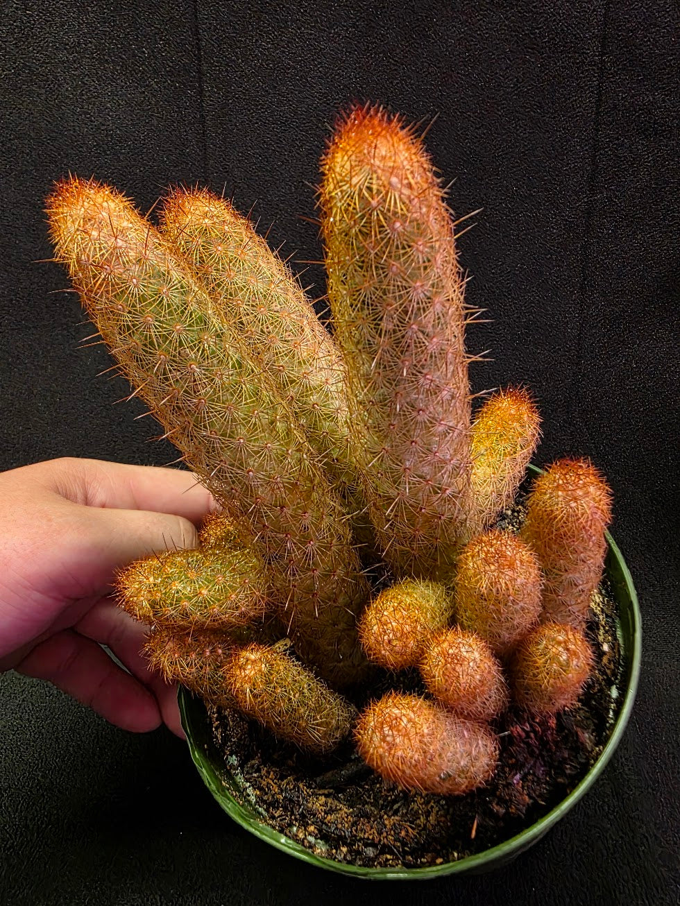 Copper King Cactus #01