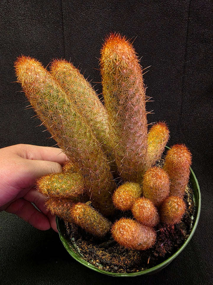 Copper King Cactus #01