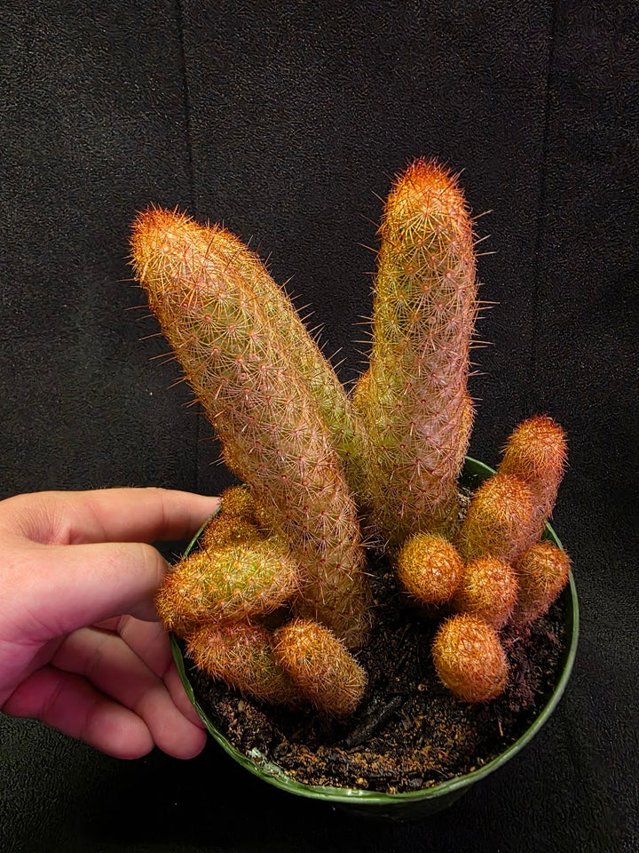 Copper King Cactus #01