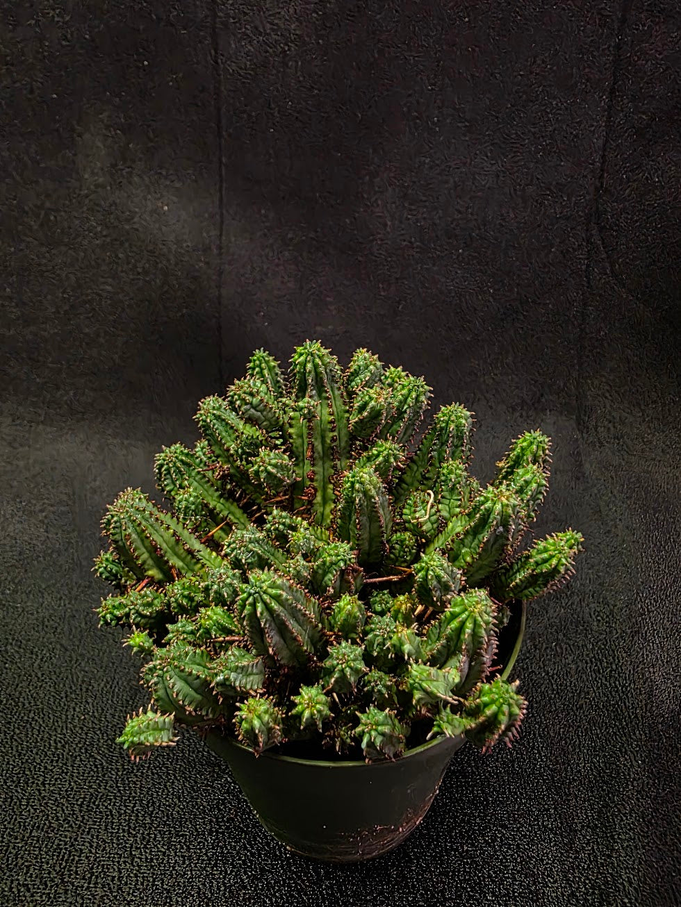 Euphorbia Enopla #01