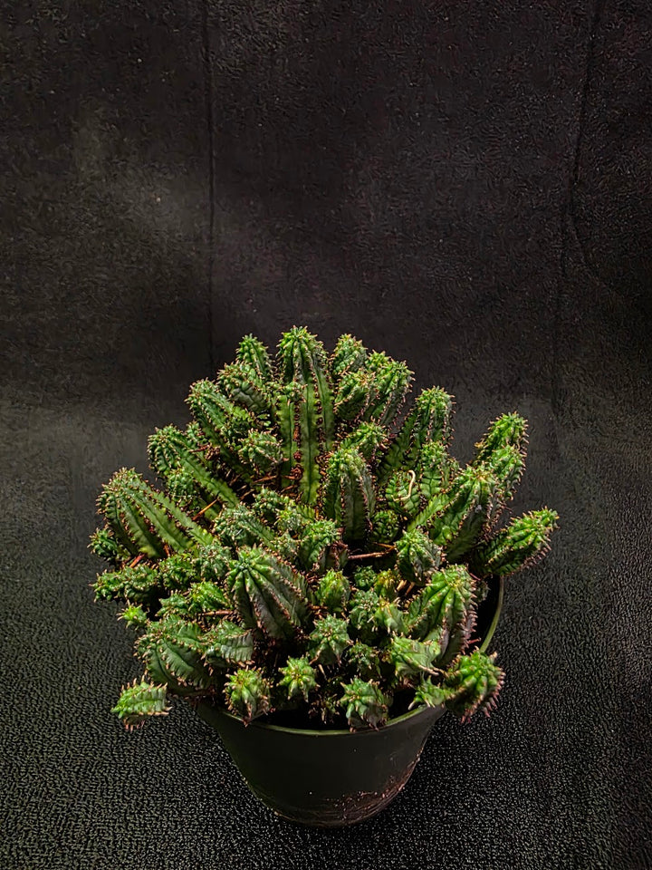 Euphorbia Enopla #01