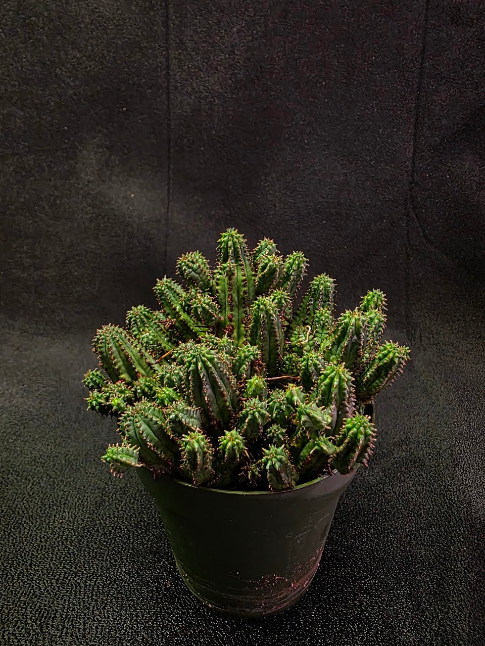Euphorbia Enopla #01