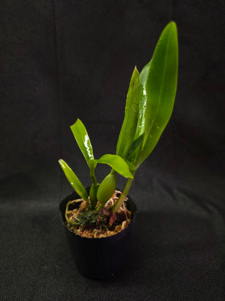 Guarechea Black Comet #01