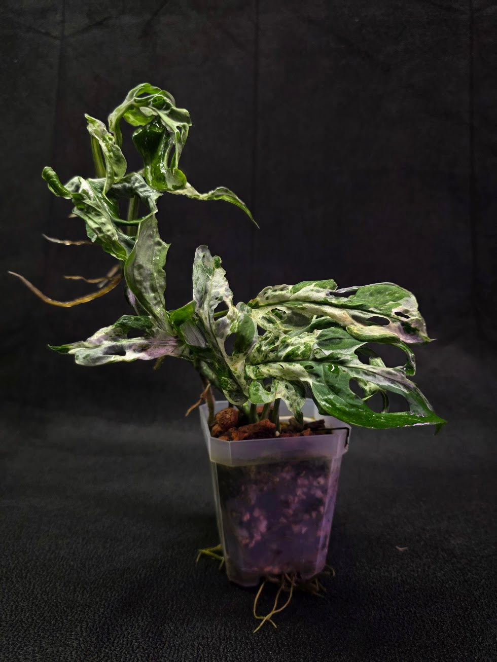 Begonia Dainty Spray Sport Variegated #01 – YEG Exotic Plant Crowd