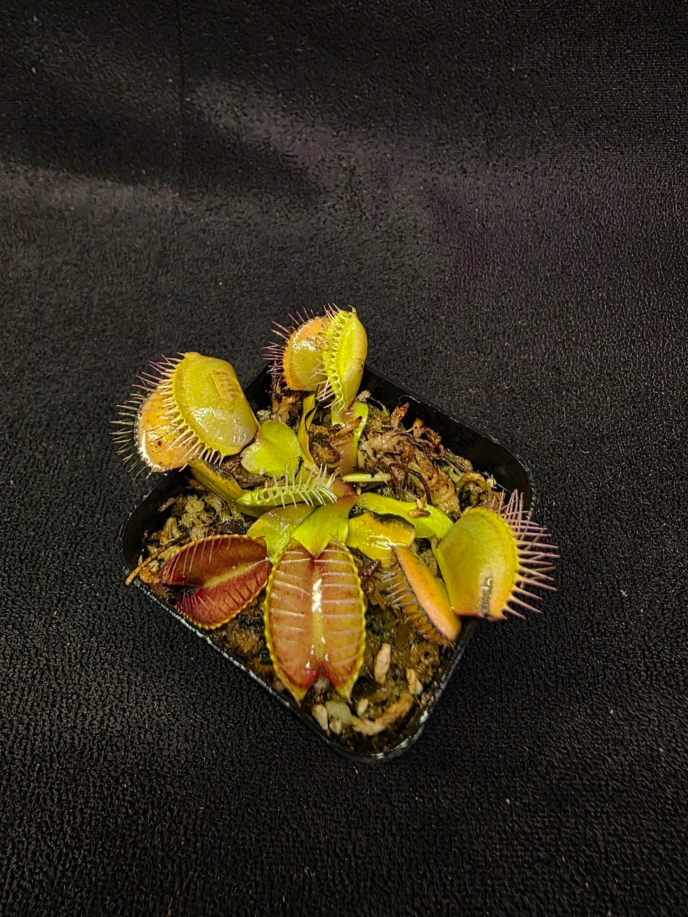 Venus Fly Trap Red Dragon (Dionaea Muscipula) #01