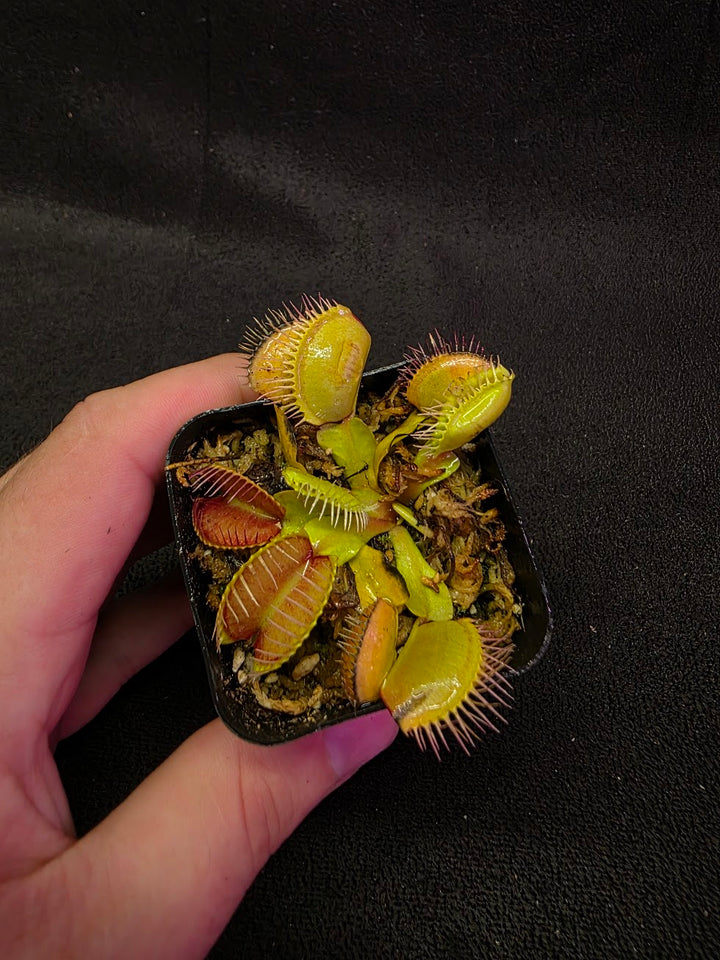 Venus Fly Trap Red Dragon (Dionaea Muscipula) #01