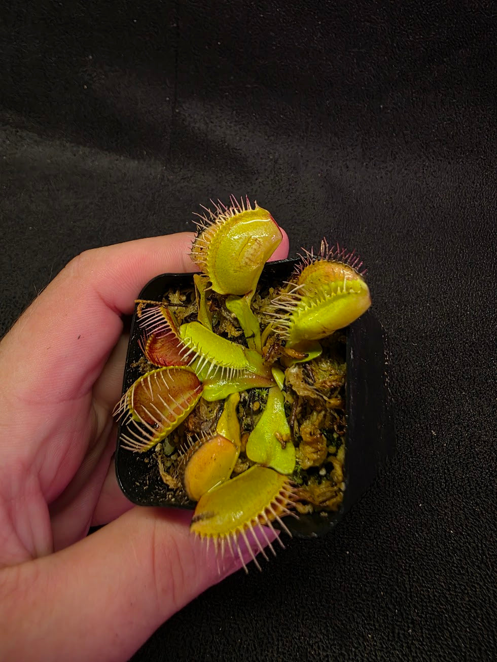 Venus Fly Trap Red Dragon (Dionaea Muscipula) #01