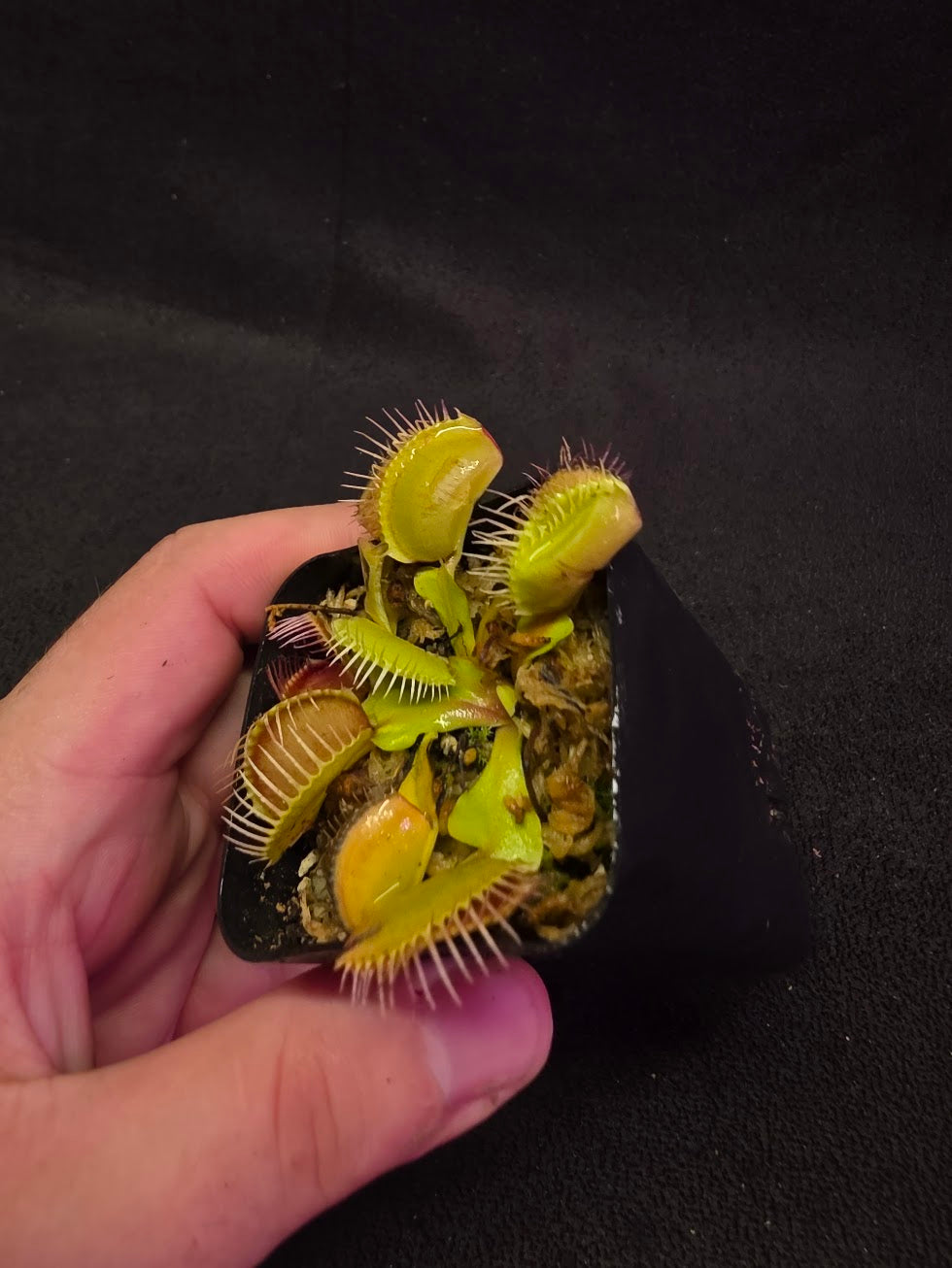 Venus Fly Trap Red Dragon (Dionaea Muscipula) #01