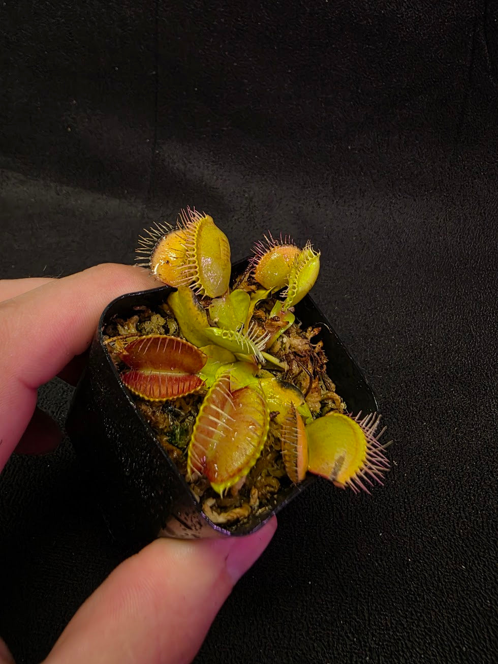 Venus Fly Trap Red Dragon (Dionaea Muscipula) #01