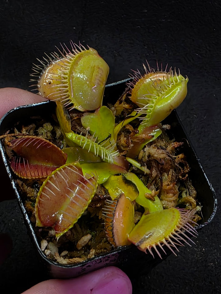 Venus Fly Trap Red Dragon (Dionaea Muscipula) #01