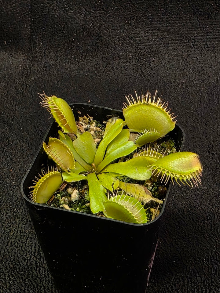 Venus Fly Trap Red Dragon (Dionaea Muscipula) #03
