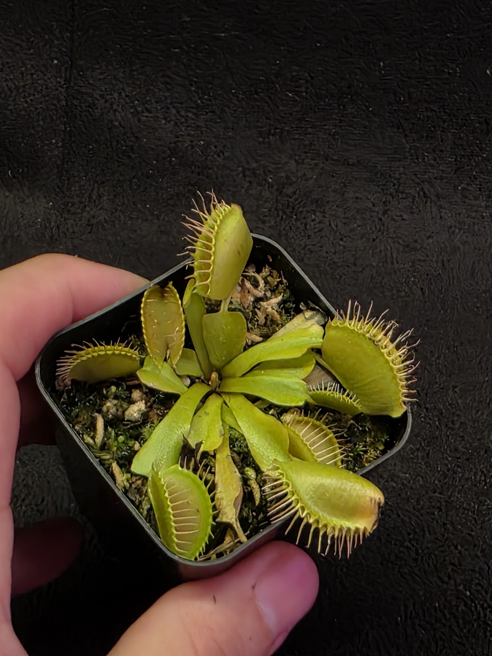 Venus Fly Trap Red Dragon (Dionaea Muscipula) #03