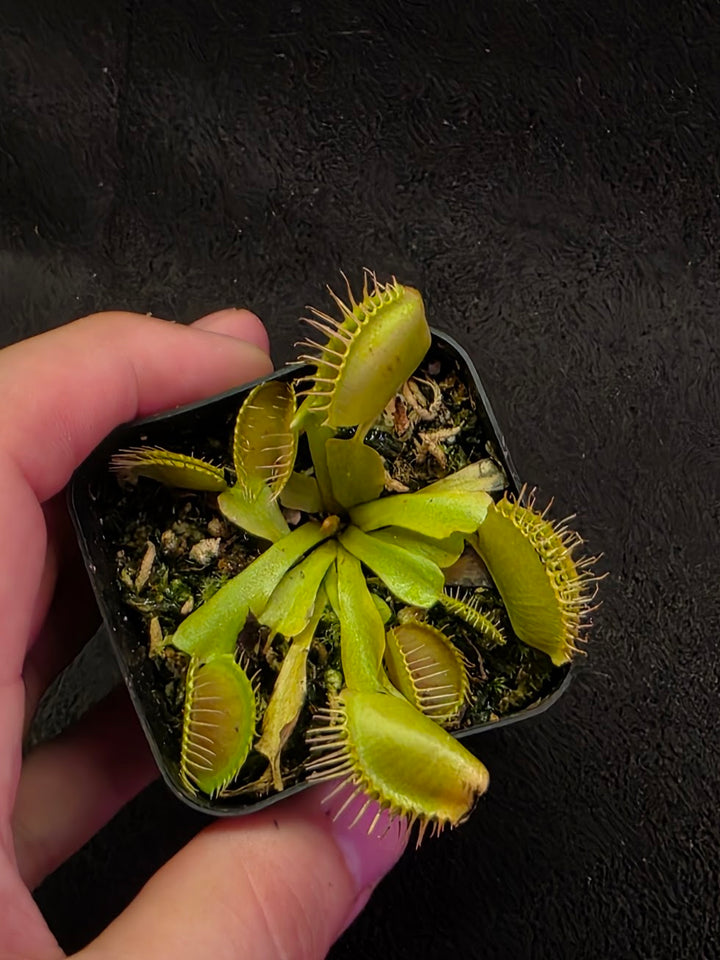 Venus Fly Trap Red Dragon (Dionaea Muscipula) #03