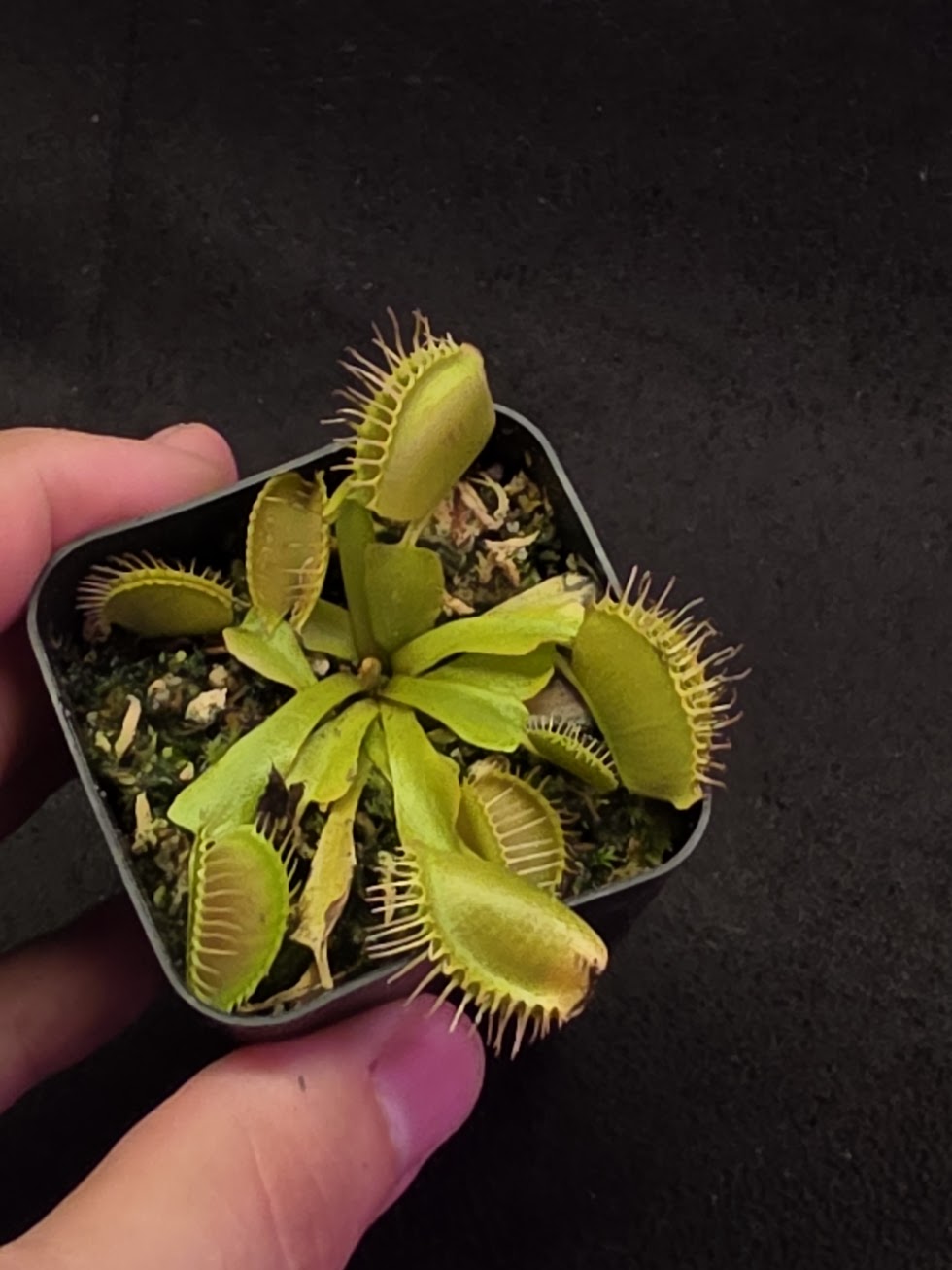 Venus Fly Trap Red Dragon (Dionaea Muscipula) #03