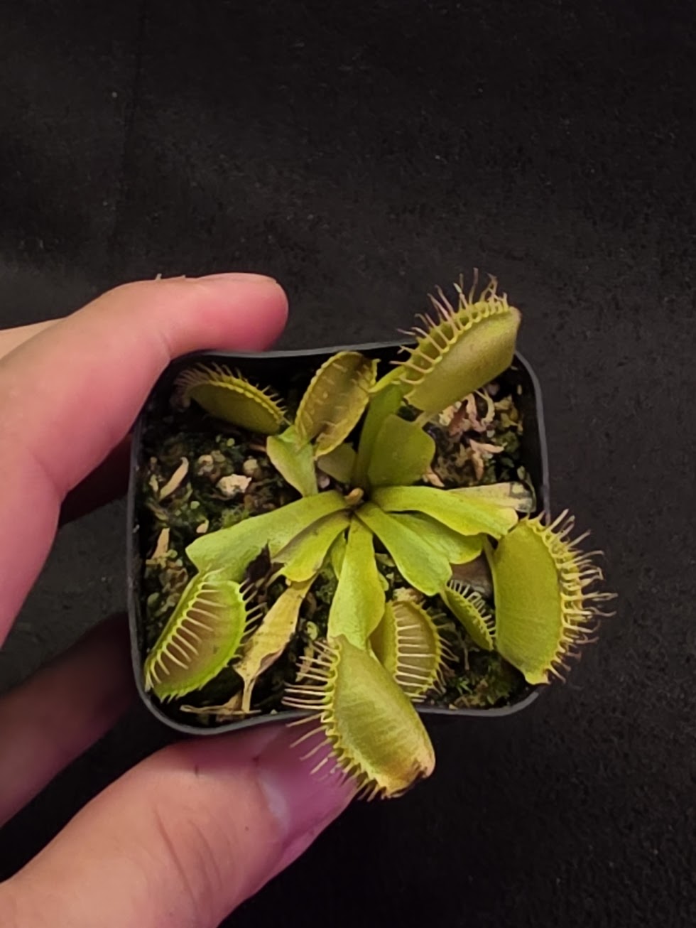 Venus Fly Trap Red Dragon (Dionaea Muscipula) #03