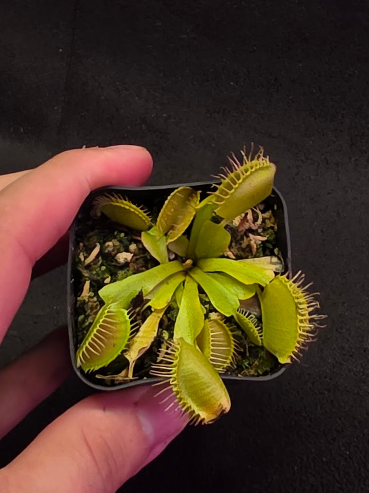 Venus Fly Trap Red Dragon (Dionaea Muscipula) #03