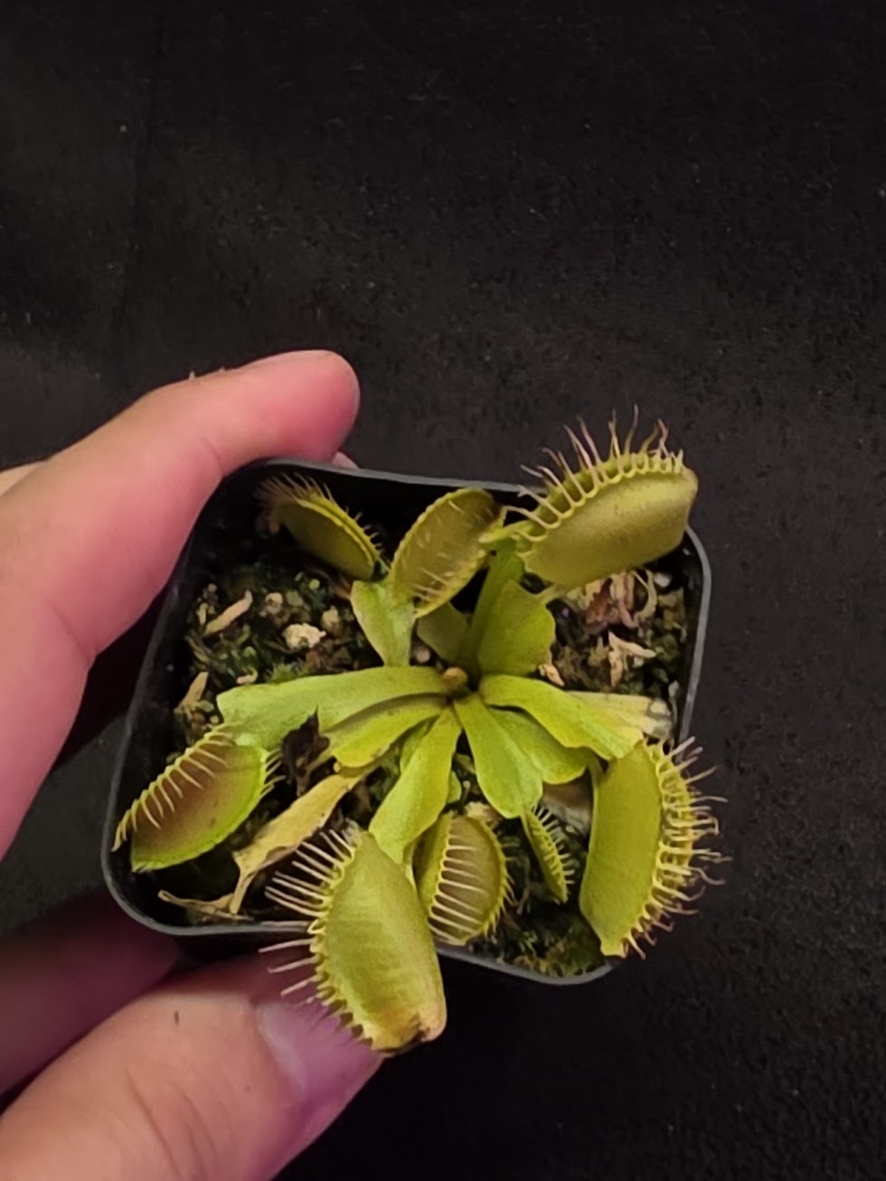 Venus Fly Trap Red Dragon (Dionaea Muscipula) #03