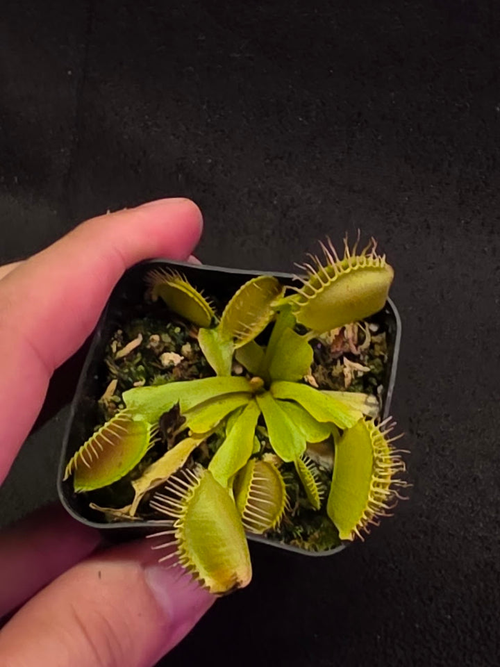 Venus Fly Trap Red Dragon (Dionaea Muscipula) #03